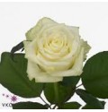 ΤΡΙΑΝΤΑΦΥΛΛΑ ΛΕΥΚΑ 60εκ.  ROSEN  WHITE-NAOMI